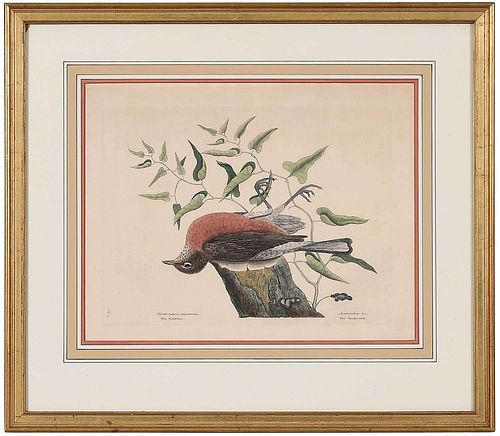 MARK CATESBY(British, 1679-1749) T.