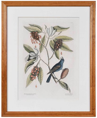 MARK CATESBY(British, 1679-1749) T.