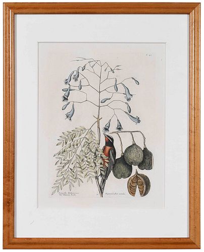 MARK CATESBY(British, 1679-1749) T.