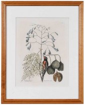 MARK CATESBY(British, 1679-174