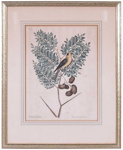 MARK CATESBY(British, 1679-1749) T.