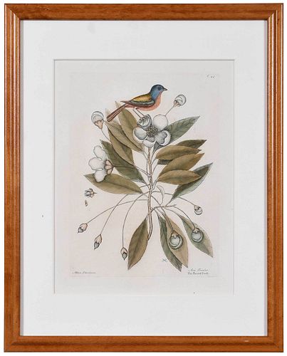 MARK CATESBY(British, 1679-1749) T.