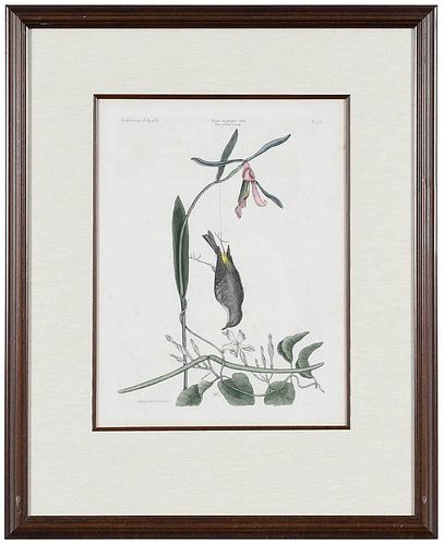 MARK CATESBY(British, 1679-1749) T.