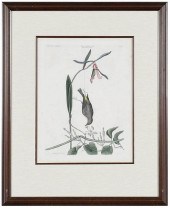 MARK CATESBY(British, 1679-174