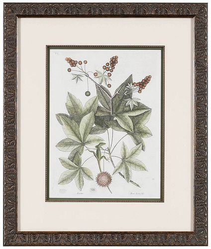MARK CATESBY(British, 1679-1749) T.