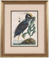 MARK CATESBY(British, 1679-174