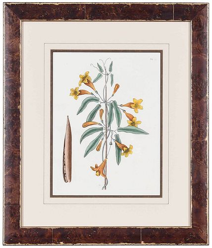 MARK CATESBY(British, 1679-1749) T.