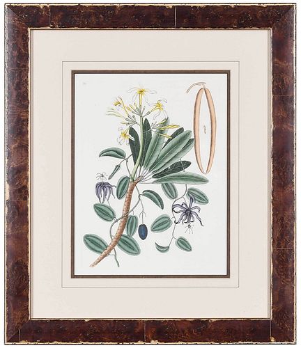 MARK CATESBY(British, 1679-1749) T.