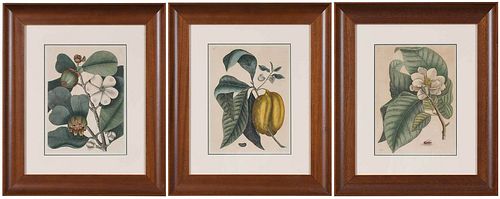 MARK CATESBY(British, 1679-1749)