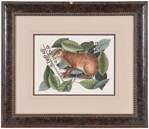 MARK CATESBY(British, 1679-1749)