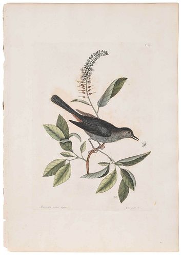MARK CATESBY(British, 1679-1749)ÿ