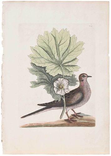 MARK CATESBY(British, 1679-1749)ÿ