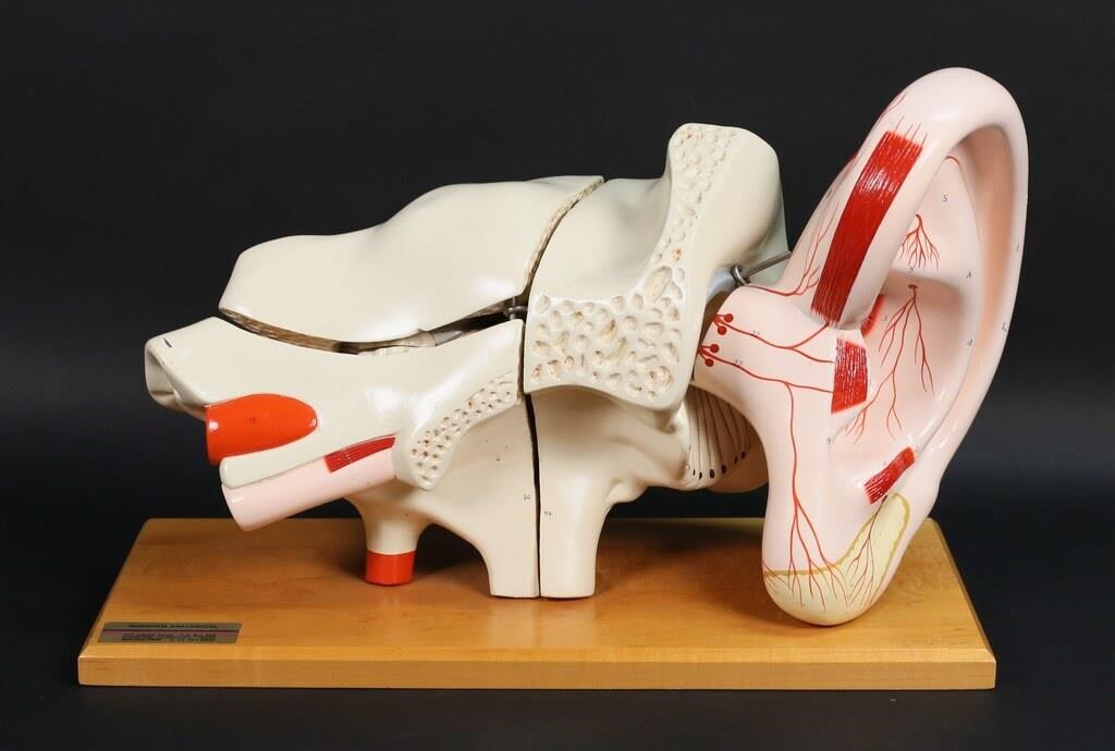 MARKHAM ANATOMICAL MODEL EARMarkham