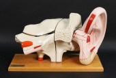 MARKHAM ANATOMICAL MODEL EARMa