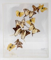 MARSHELL HILL BUTTERFLY SPECIM