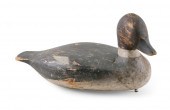 MARTHA’S VINEYARD GOLDENEYE HE