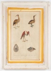 MARTYN "NATURAL HISTORY" HAND-