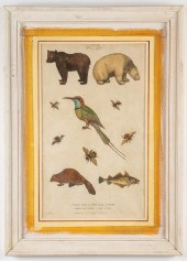 MARTYN "NATURAL HISTORY" HAND-