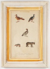 MARTYN "NATURAL HISTORY" HAND-