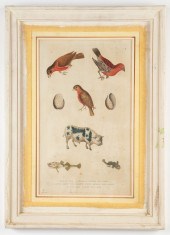 MARTYN "NATURAL HISTORY" HAND-