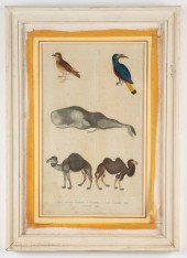 MARTYN "NATURAL HISTORY" HAND-