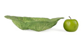 MARY KIRK KELLY CABBAGE LEAF S