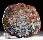 MASSIVE TRIASSIC ARIZONA PETRI