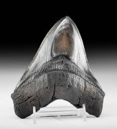 MASSIVE & WIDE FOSSILIZED MEGA