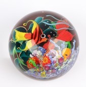 Mayauel Ward angelfish coral r