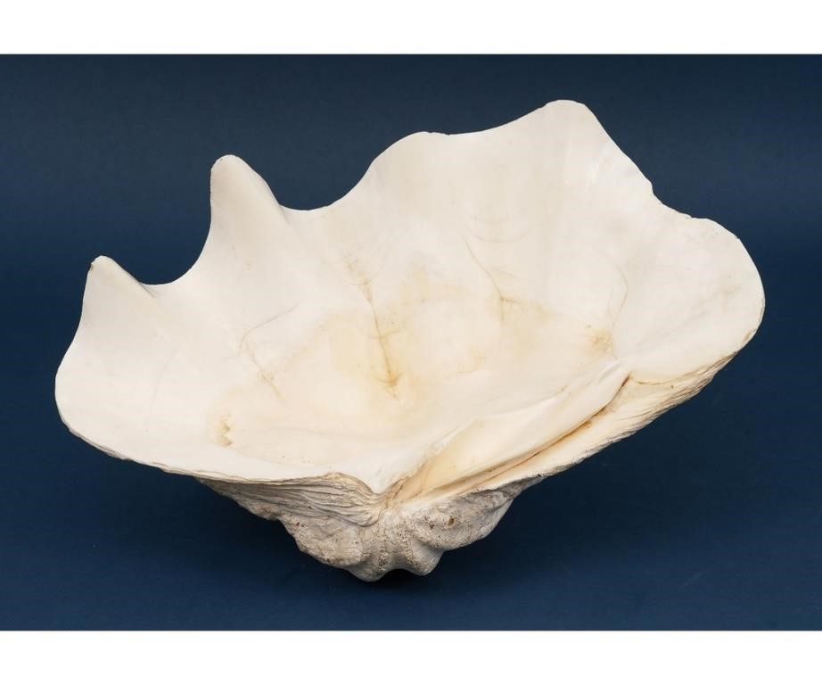 Medium size, natural South
