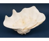 Medium size, natural South Pac