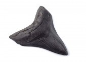 MEGALODON FOSSIL SHARK'S TOOTH