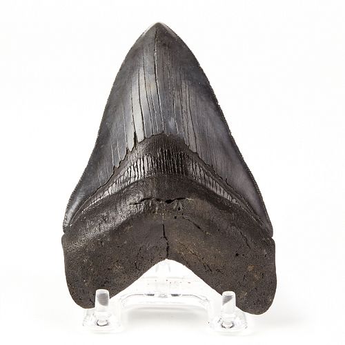 MEGALODON TOOTH NORTH CAROLINA