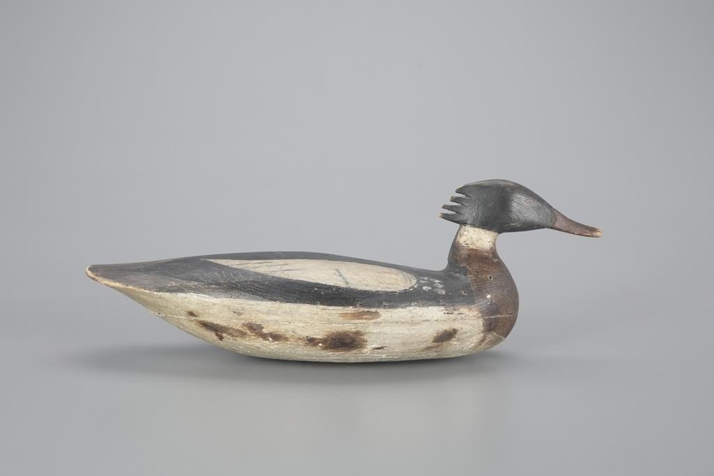 MERGANSER DRAKEA. Bradford