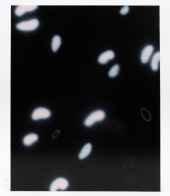 MICHAEL GIBSON, WHITE DOTS ON