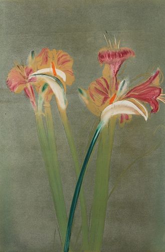 MICHAEL MAZUR "AMARYLLIS/CALLA LILY