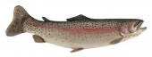 MIKE BORRETT CARVED RAINBOW TR
