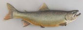 MIKE BORRETT LAKE TROUT MADISO