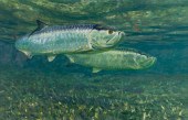 MIKE STIDHAM (1954- ), TARPON
