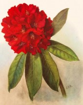 Millais, J.G. Rhododendrons, 1