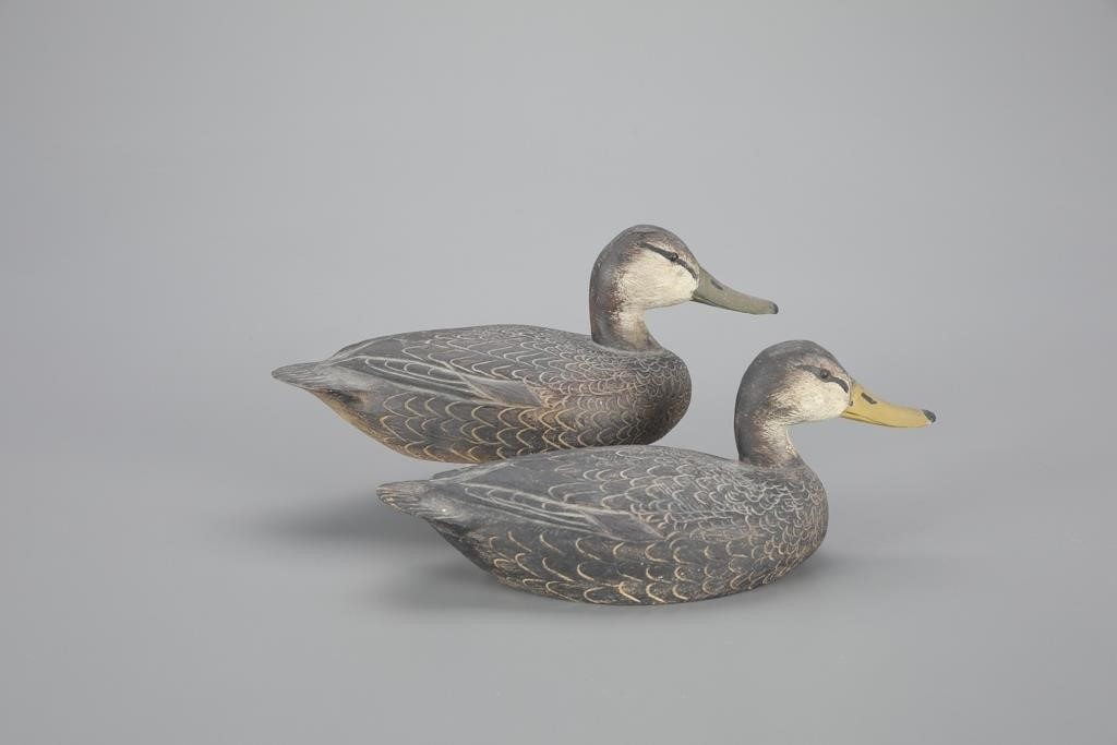 MINIATURE BLACK DUCK PAIRBenjamin