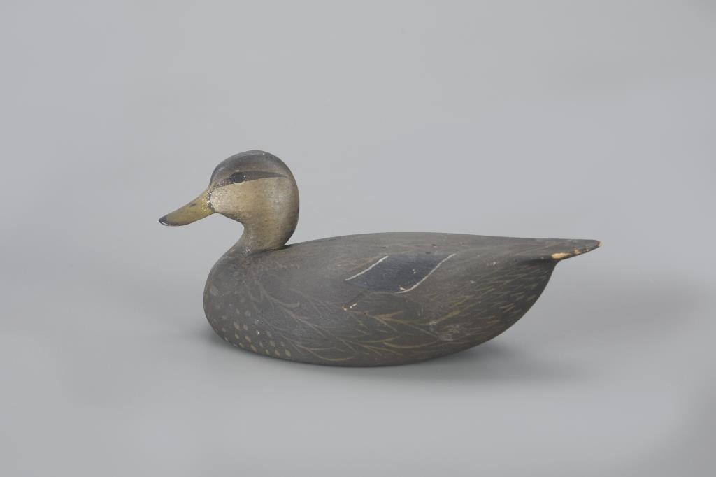 MINIATURE BLACK DUCKOliver "Tuts"