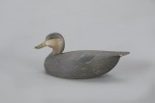 MINIATURE BLACK DUCKOliver "Tu