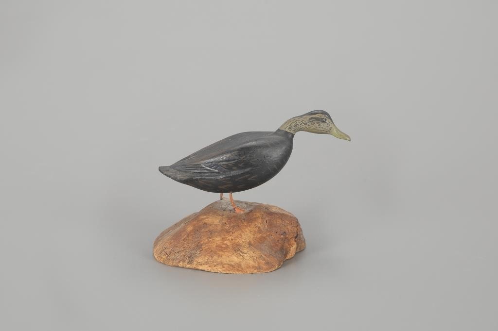 MINIATURE BLACK DUCKRuss P. Burr