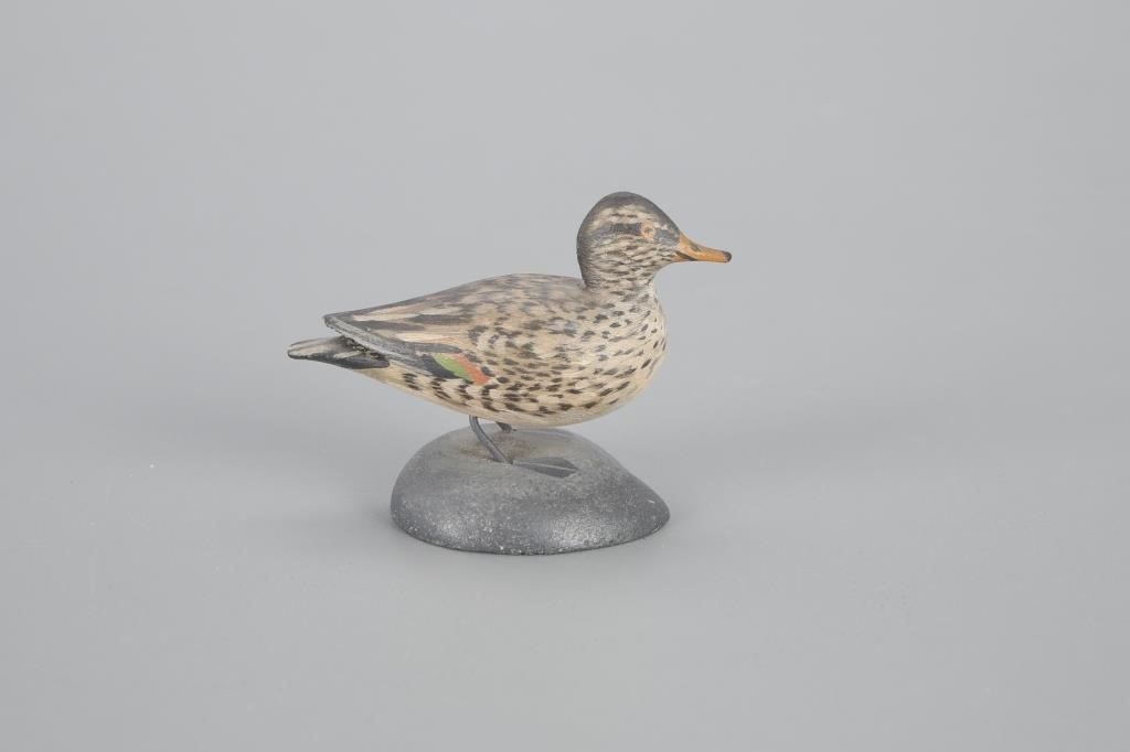 MINIATURE GREEN-WINGED TEAL HENA.