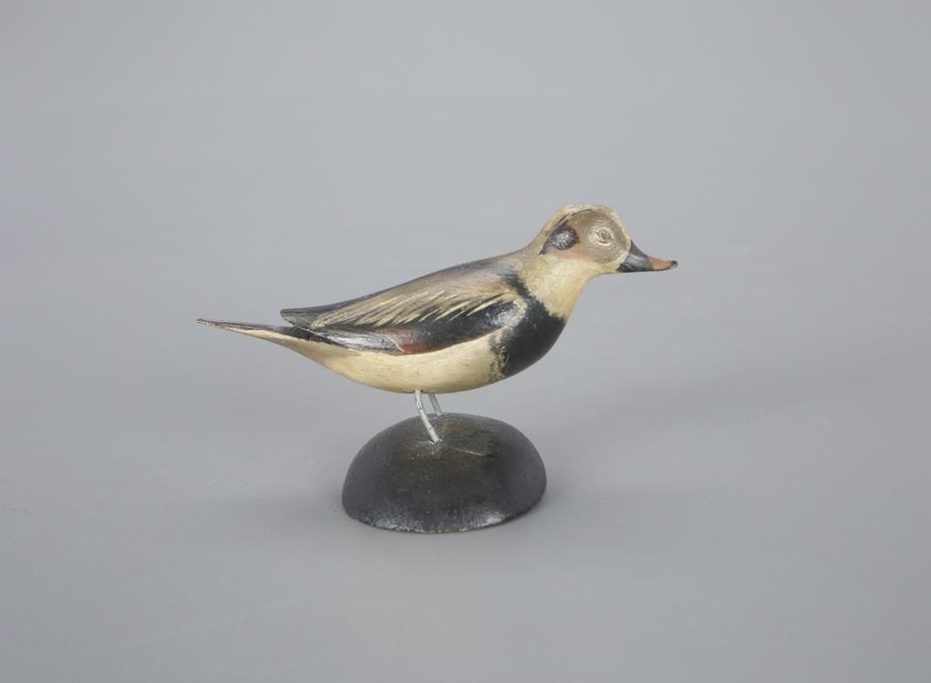 MINIATURE LONG-TAILED DRAKEA. Elmer