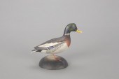 MINIATURE MALLARD DRAKEA. Elme