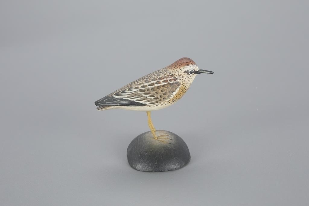 MINIATURE PECTORAL SANDPIPERA.