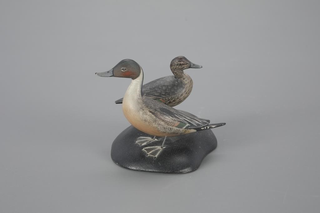 MINIATURE PINTAIL PAIRA. Elmer