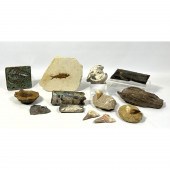 Miscellaneous fossil lot with